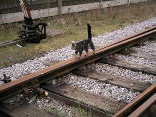 catontrack.jpg