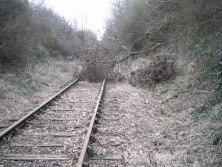 treeonline.jpg